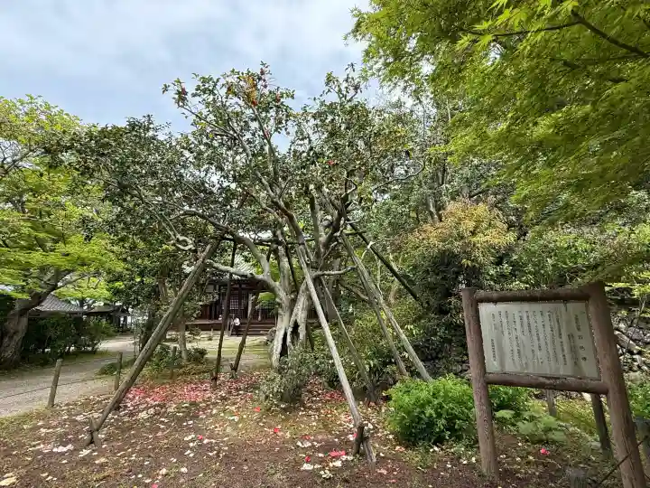白毫寺の{uncategorized: "未分類", other: "その他", undefined: "問題あり", building: "その他建物", grave: "お墓", sacred_gate: "鳥居", guardian: "狛犬", statue: "像", buddha: "仏像", history: "歴史", nature: "自然", garden: "庭園", animal: "動物", pagoda: "塔", temizu: "手水舎", mountain_gate: "山門・神門", sanctuary: "本殿・本堂", subordinate: "末社・摂社", art: "芸術", scenery: "景色", jizo: "地蔵", ema: "絵馬", goshuin: "御朱印", omikuji: "おみくじ", items: "授与品その他", amulet: "お守り", goshuincho: "御朱印帳", eats: "食事", festival: "お祭り", votive_dance: "神楽", shichigosan: "七五三参", wedding: "結婚式", experience: "体験その他", initially: "初詣", around: "周辺", anti_infection: "感染症対策"}