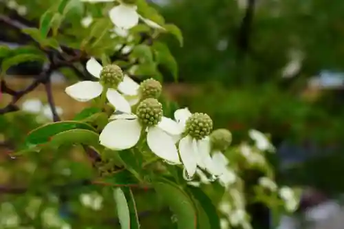大松禅寺(京都府)