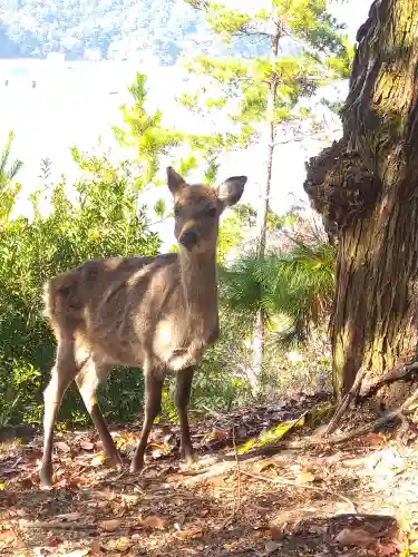 包ケ浦神社の動物