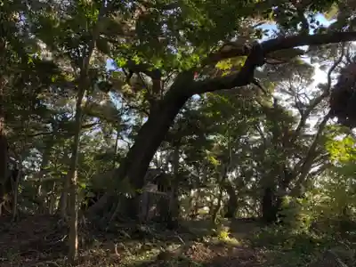莫越山神社奥宮の自然