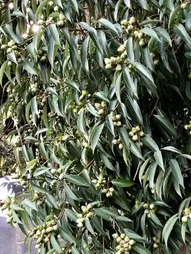 鹿島台神社の自然