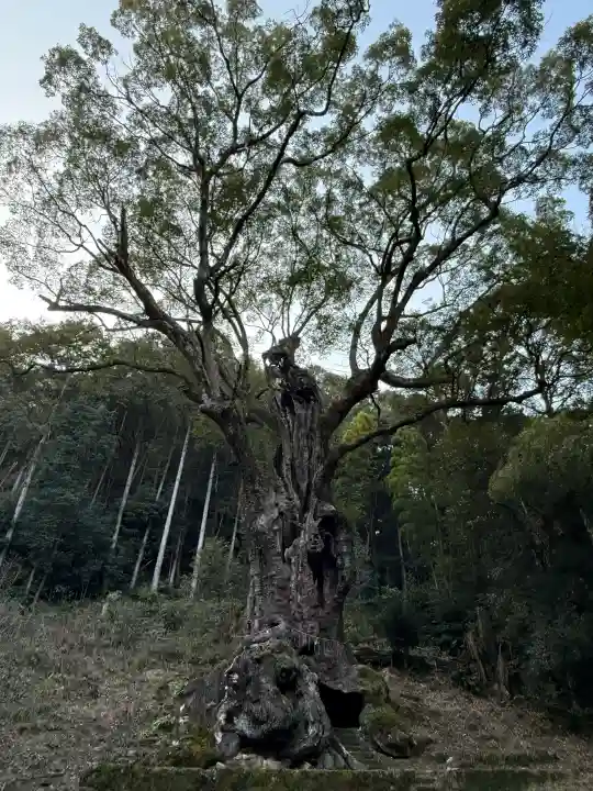 武雄神社の{uncategorized: "未分類", other: "その他", undefined: "問題あり", building: "その他建物", grave: "お墓", sacred_gate: "鳥居", guardian: "狛犬", statue: "像", buddha: "仏像", history: "歴史", nature: "自然", garden: "庭園", animal: "動物", pagoda: "塔", temizu: "手水舎", mountain_gate: "山門・神門", sanctuary: "本殿・本堂", subordinate: "末社・摂社", art: "芸術", scenery: "景色", jizo: "地蔵", ema: "絵馬", goshuin: "御朱印", omikuji: "おみくじ", items: "授与品その他", amulet: "お守り", goshuincho: "御朱印帳", eats: "食事", festival: "お祭り", votive_dance: "神楽", shichigosan: "七五三参", wedding: "結婚式", experience: "体験その他", initially: "初詣", around: "周辺", anti_infection: "感染症対策"}