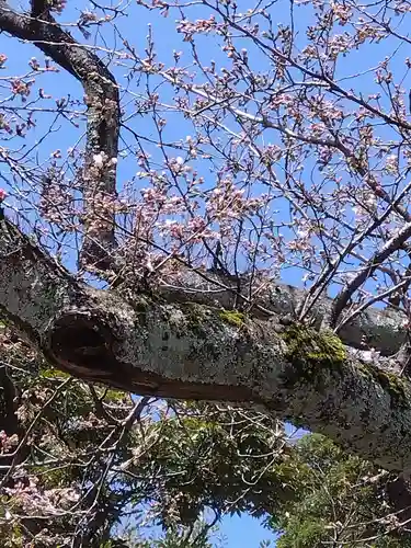 杉杜白髭神社(福井県)