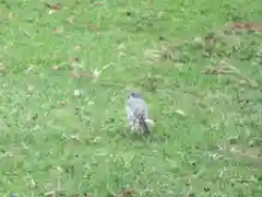 東大寺の動物