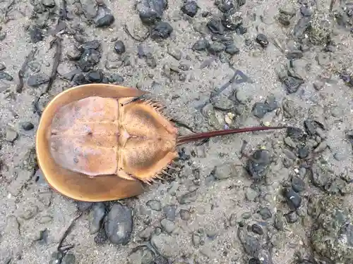 小島神社の動物