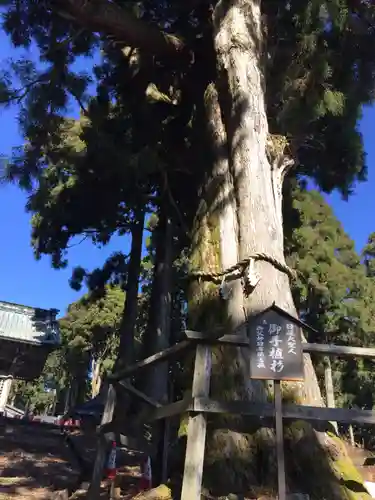 身延山奥之院思親閣の自然