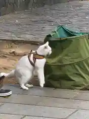 王子神社の動物