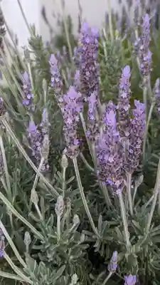 大松禅寺(京都府)
