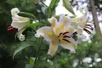 阿久津「田村神社」(郡山市阿久津町)旧社名:伊豆箱根三嶋三社の自然