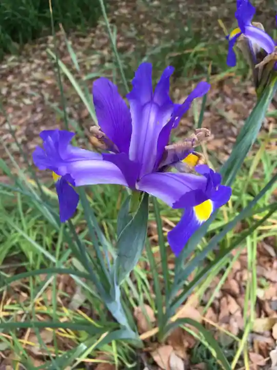 蓮華王院(三十三間堂)の自然