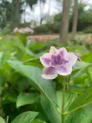 三室戸寺の庭園