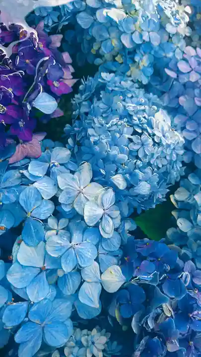 荘内神社の自然