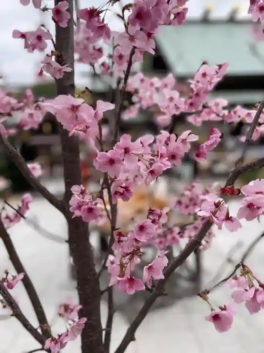 東京大神宮の自然