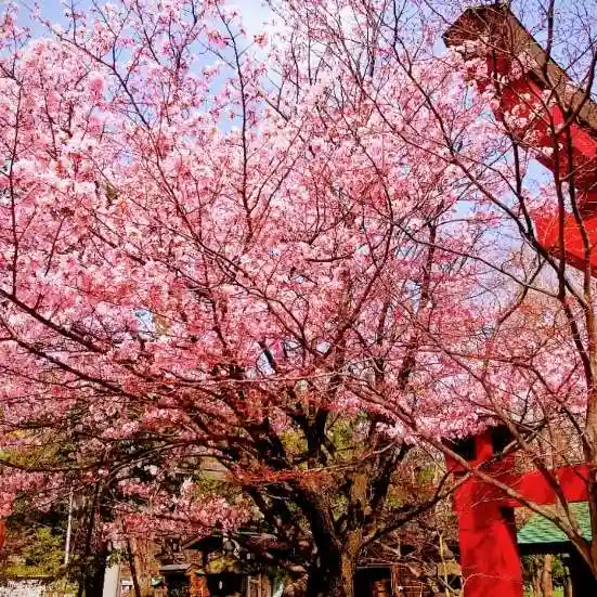 彌彦神社 (伊夜日子神社)の自然