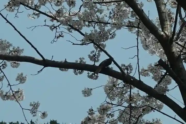 海住山寺の動物