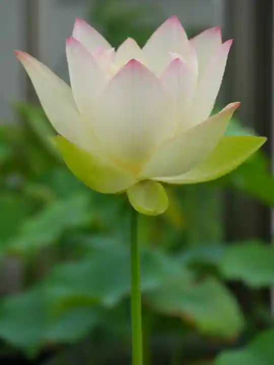 極楽山 浄土寺(北海道)