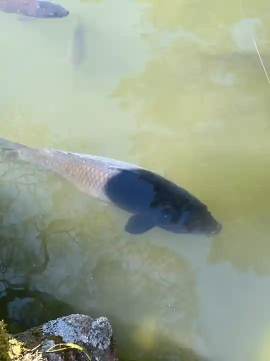 清荒神清澄寺の動物