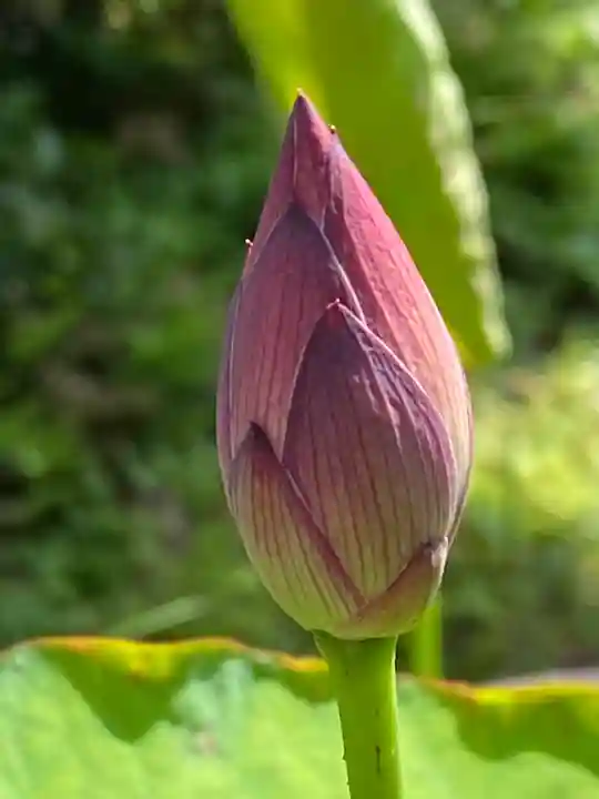 妙蓮寺(神奈川県)