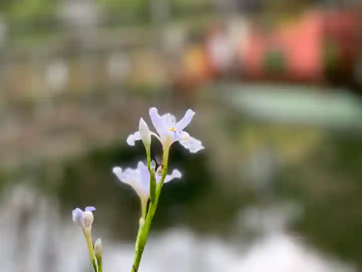 富士山本宮浅間大社の自然