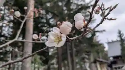 旭川天満宮の自然