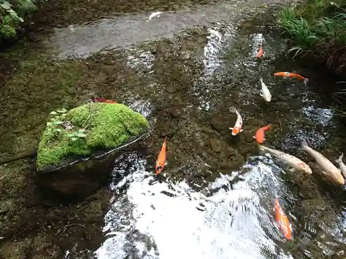 塩原八幡宮の動物
