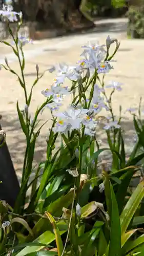 宇治上神社の自然