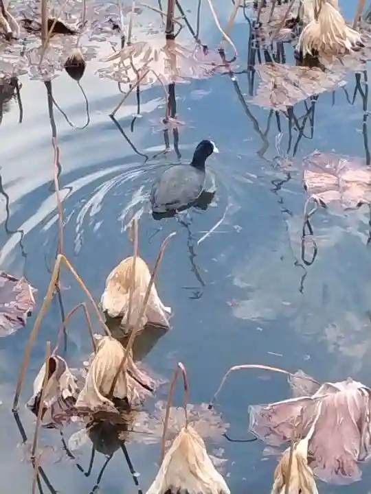 寛永寺不忍池弁天堂の動物