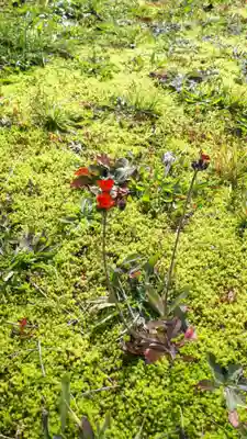 弥照神社(北海道)