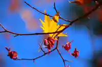 滑川神社 - 仕事と子どもの守り神の自然