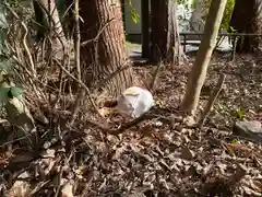 息栖神社の動物