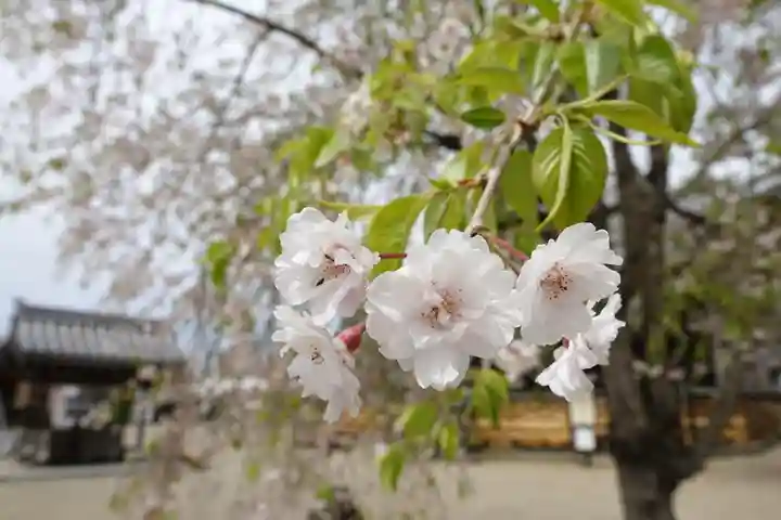 安倍文殊院 の自然