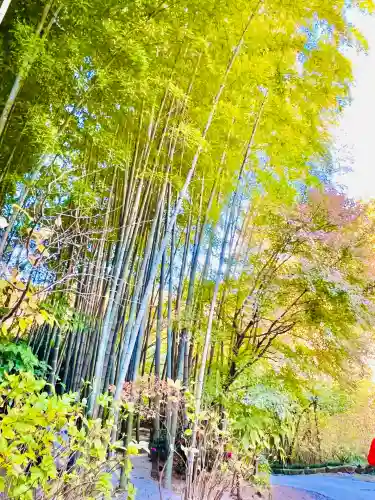 明月院(神奈川県)