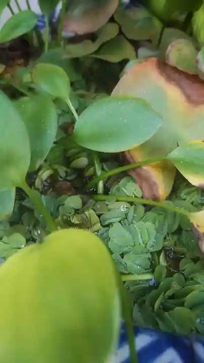 宗龍寺(愛知県)