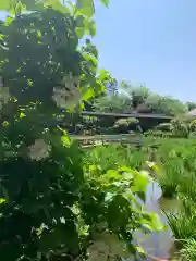 本土寺の自然