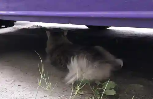 豊平神社の動物