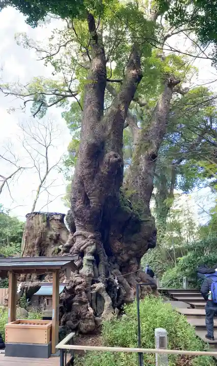 來宮神社(静岡県)
