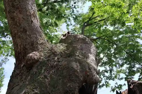 阿邪訶根神社の自然
