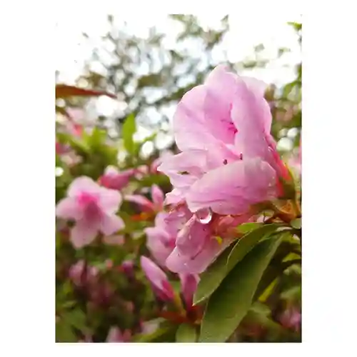 岐阜稲荷山本社の自然