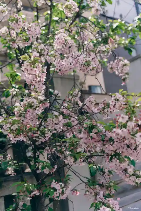 今宮戎神社(大阪府)