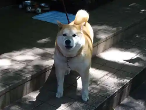 笠䅣稲荷神社の動物