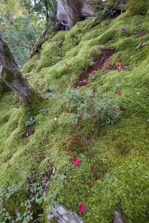 常寂光寺の自然