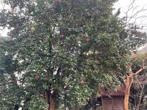山の神神社の自然
