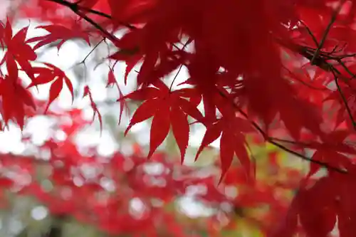 大國魂神社の自然