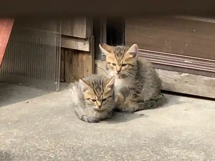 お松大権現の動物