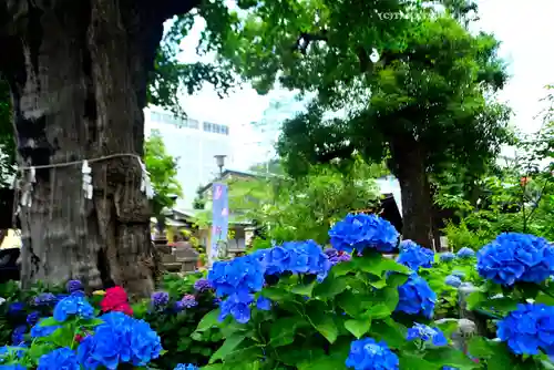 磐井神社(東京都)