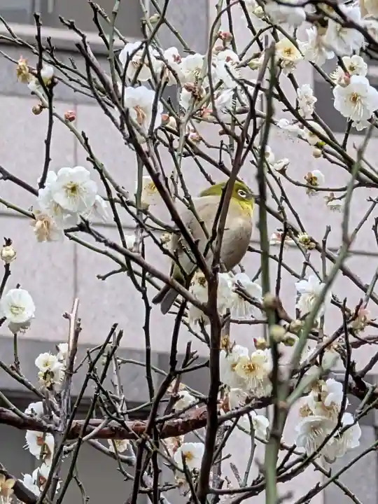 銀世界稲荷神社(東京都)