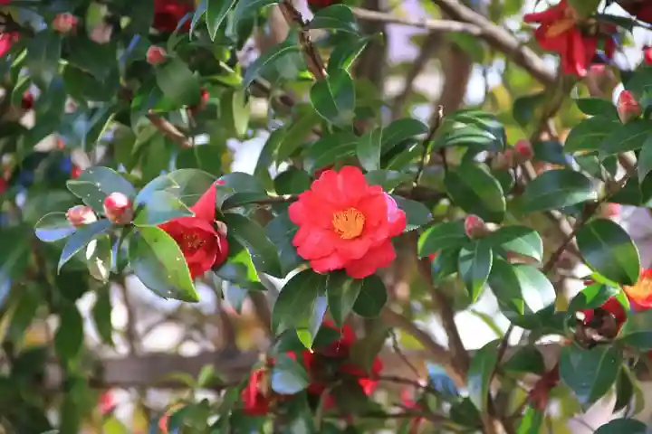 八幡神社の自然
