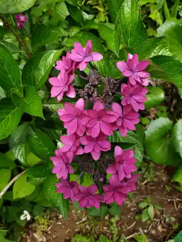 鷺宮八幡神社の自然