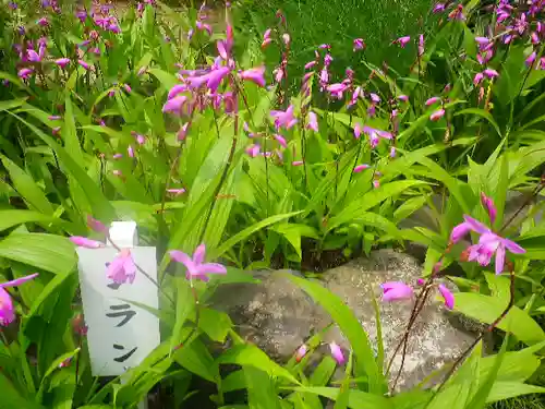 安養院　(田代寺）の自然