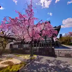 妙顯寺（妙顕寺）(京都府)